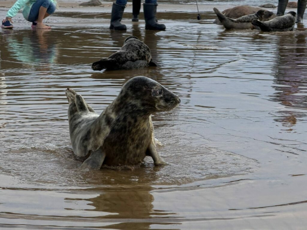 &laquo;Ластоногий выпускной&raquo;: после восстановления в Финский залив выпустили сразу пять тюлений
