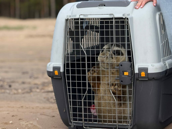 &laquo;Ластоногий выпускной&raquo;: после восстановления в Финский залив выпустили сразу пять тюлений