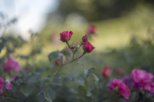 &laquo;Моральный кодекс&raquo;, GARAGE FEST и Ethnoscope: афиша Петербурга на неделю