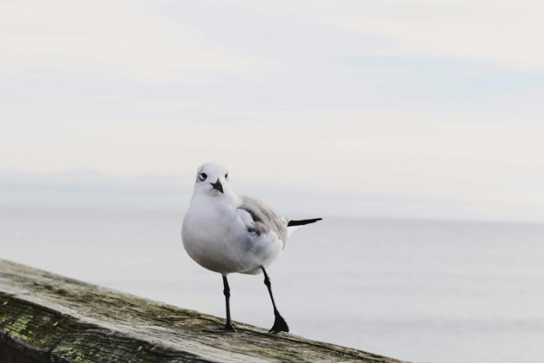 Шуфутинский, Райкин и трибьют Уитни Хьюстон: топ-события Петербурга